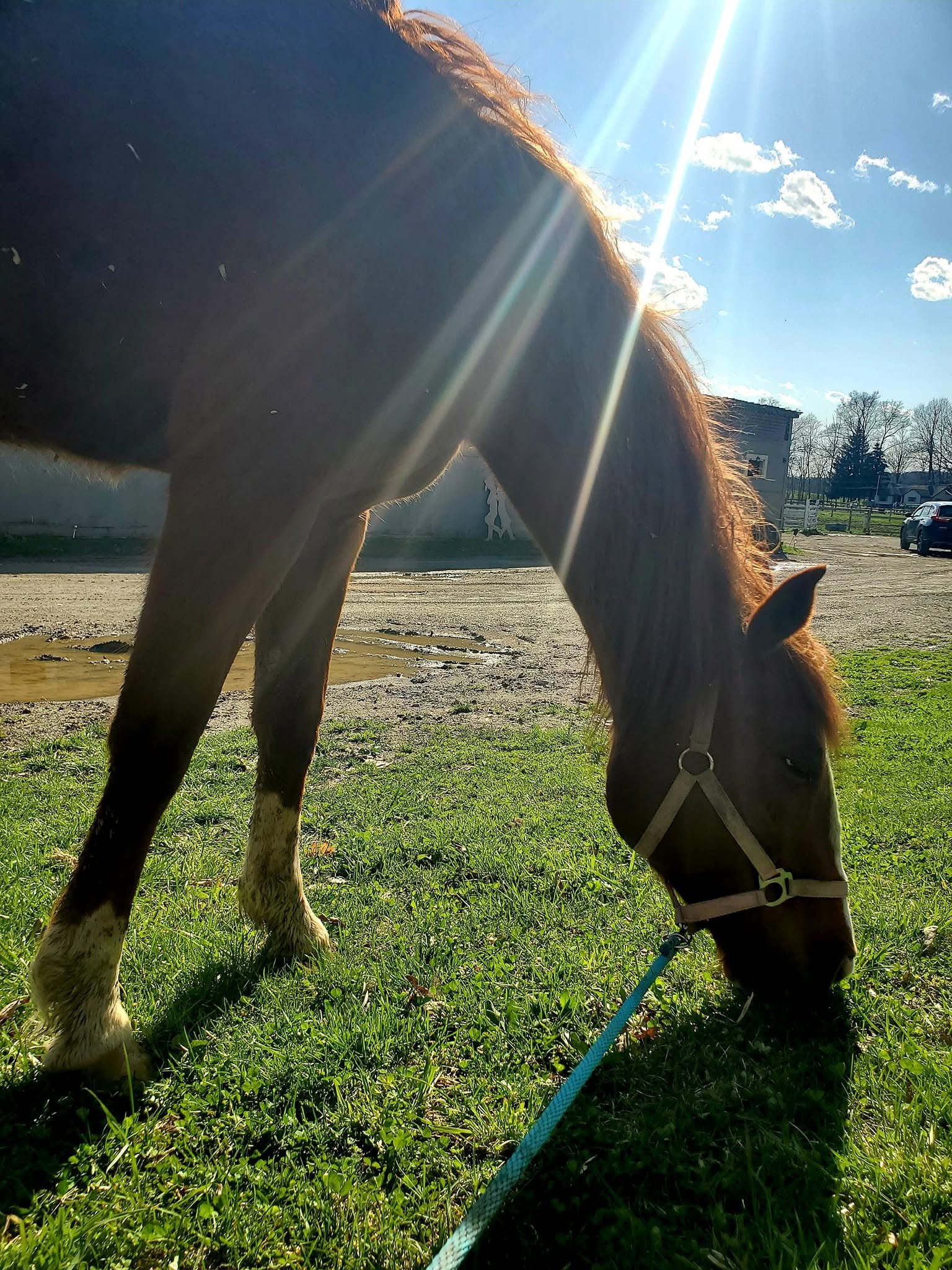 Horse grazing at Silent Gift Farm
